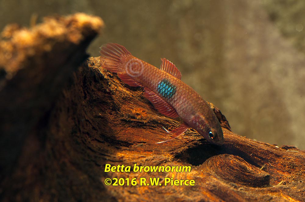 Betta Brownorum_8834 web