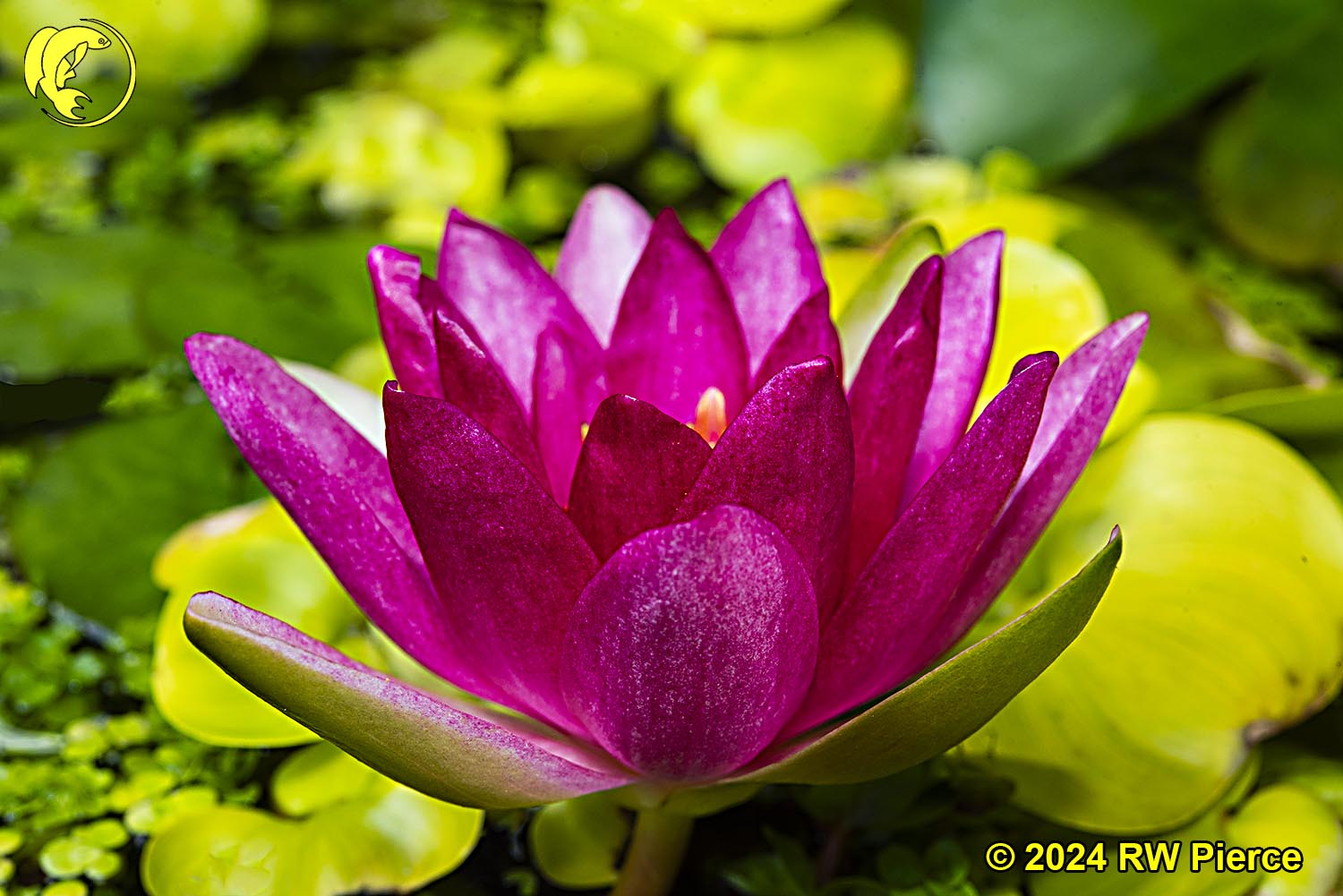 Water Lily_9124