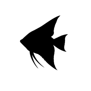 angel_profile