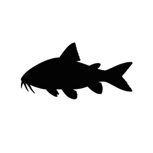catfish_profile
