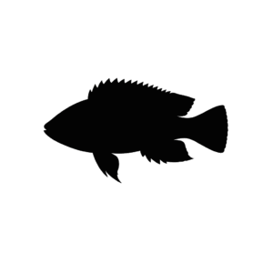 fwfish_profile